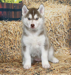 Siberian Husky Nordic Fire