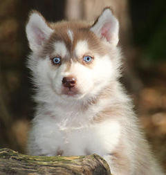 Siberian Husky Nordic Fire