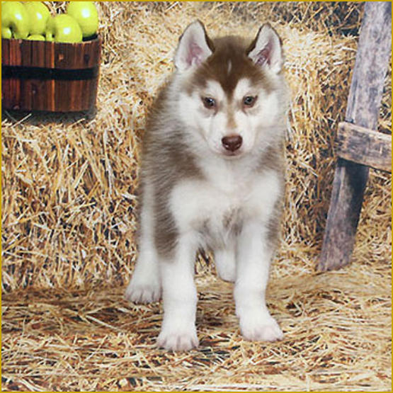 Siberian Husky Nordic Fire