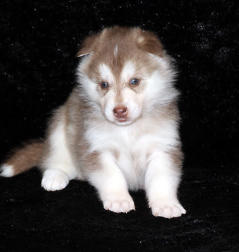 Siberian Husky Nordic Fire