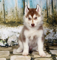 Siberian Husky Nordic Fire