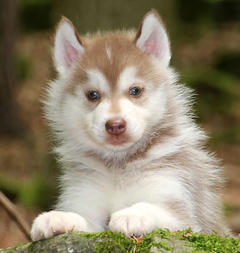 Siberian Husky Nordic Fire