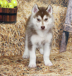 Siberian Husky Nordic Fire