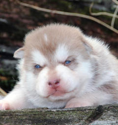 Siberian Husky Nordic Fire