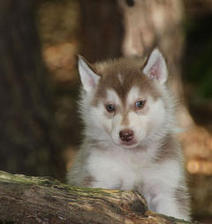 Siberian Husky Nordic Fire