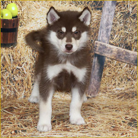 Siberian Husky Nordic Fire