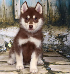 Siberian Husky Nordic Fire