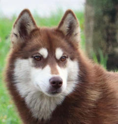 Siberian Husky Nordic Fire