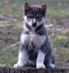 Siberian Husky Nordic Fire