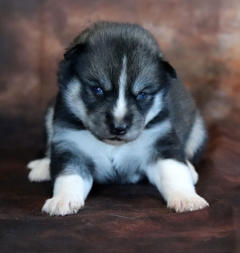 Siberian Husky Nordic Fire