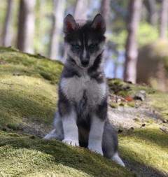 Siberian Husky Nordic Fire