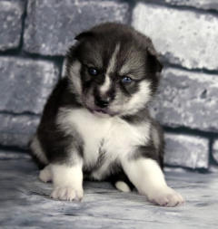 Siberian Husky Nordic Fire