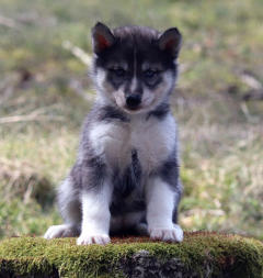 Siberian Husky Nordic Fire