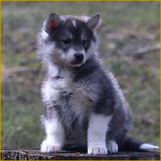 Siberian Husky Nordic Fire