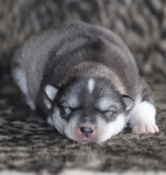 Siberian Husky Nordic Fire