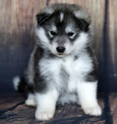 Siberian Husky Nordic Fire