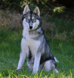 Siberian Husky Nordic Fire