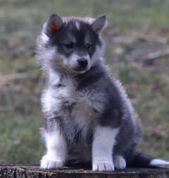 Siberian Husky Nordic Fire