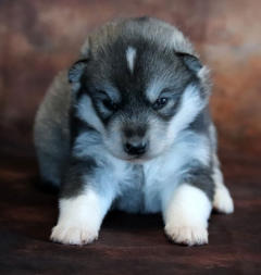 Siberian Husky Nordic Fire