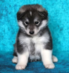 Siberian Husky Nordic Fire