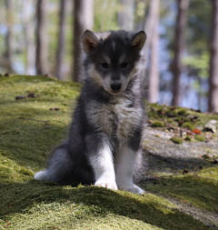 Siberian Husky Nordic Fire