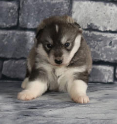 Siberian Husky Nordic Fire