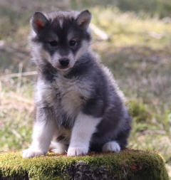 Siberian Husky Nordic Fire