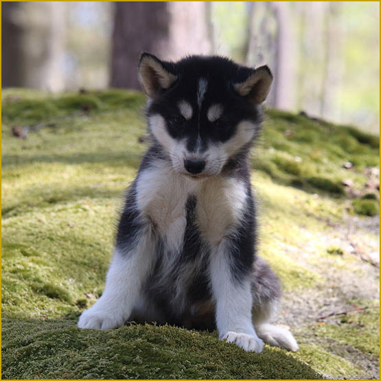 Siberian Husky Nordic Fire