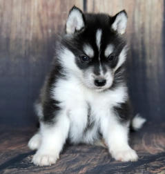 Siberian Husky Nordic Fire