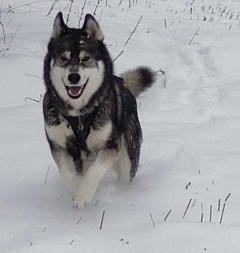 Siberian Husky Nordic Fire