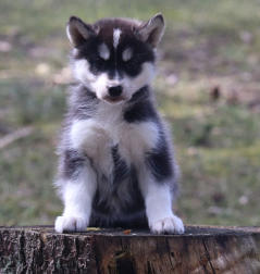 Siberian Husky Nordic Fire