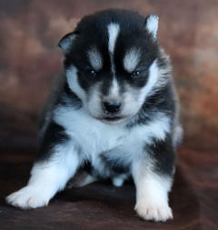 Siberian Husky Nordic Fire