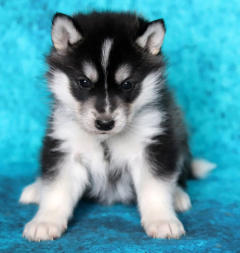 Siberian Husky Nordic Fire