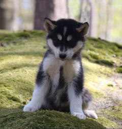 Siberian Husky Nordic Fire