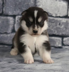 Siberian Husky Nordic Fire