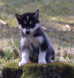 Siberian Husky Nordic Fire