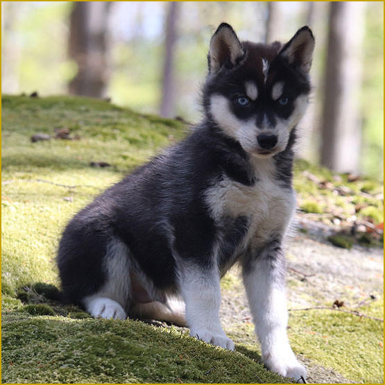 Siberian Husky Nordic Fire