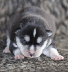 Siberian Husky Nordic Fire