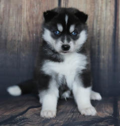 Siberian Husky Nordic Fire