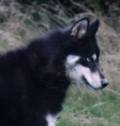 Siberian Husky Nordic Fire