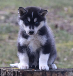 Siberian Husky Nordic Fire