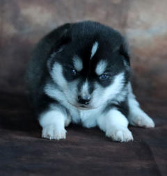 Siberian Husky Nordic Fire