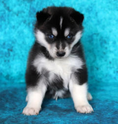 Siberian Husky Nordic Fire