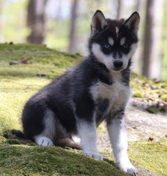 Siberian Husky Nordic Fire