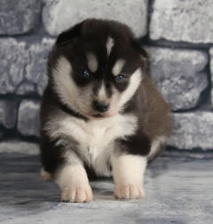 Siberian Husky Nordic Fire