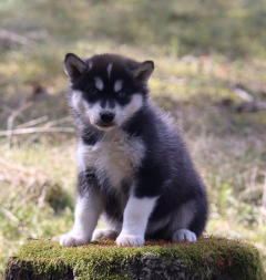 Siberian Husky Nordic Fire