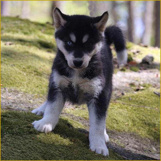 Siberian Husky Nordic Fire