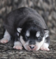 Siberian Husky Nordic Fire