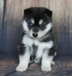 Siberian Husky Nordic Fire