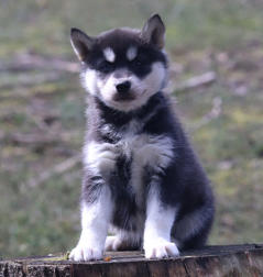 Siberian Husky Nordic Fire